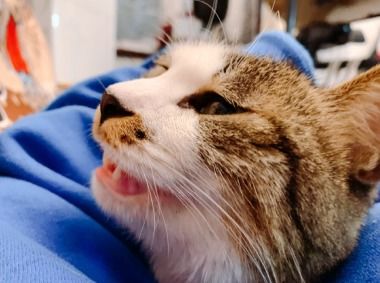 猫咪官方版下载,深入分析解释定义-SP_v7.596