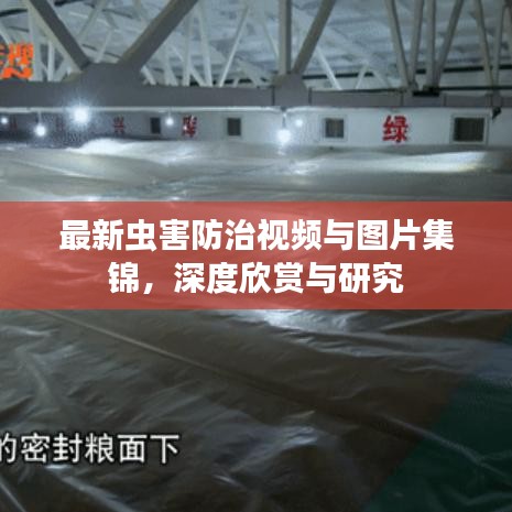 最新虫害防治视频与图片集锦，深度欣赏与研究