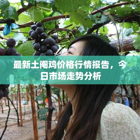 最新土阉鸡价格行情报告，今日市场走势分析