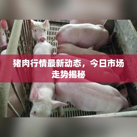 猪肉行情最新动态，今日市场走势揭秘