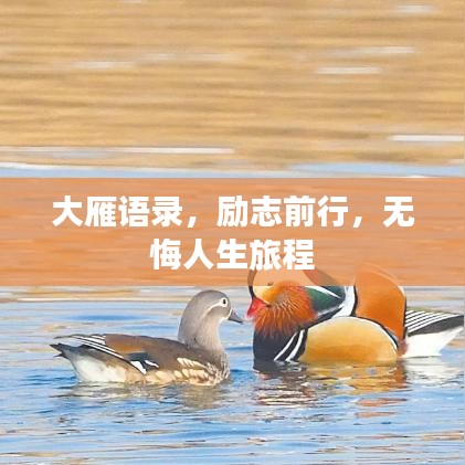 大雁语录，励志前行，无悔人生旅程