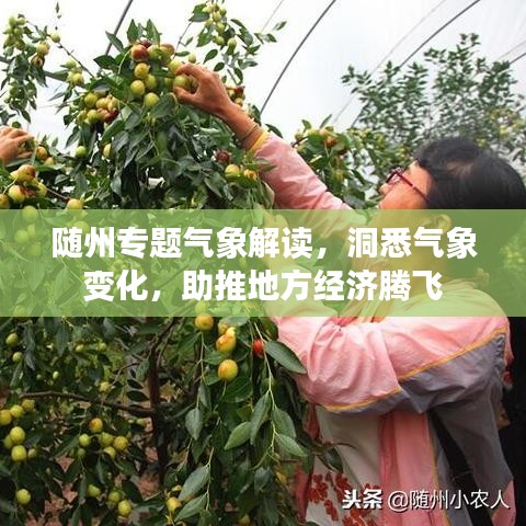 随州专题气象解读，洞悉气象变化，助推地方经济腾飞