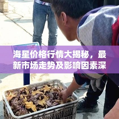 海星价格行情大揭秘，最新市场走势及影响因素深度解析