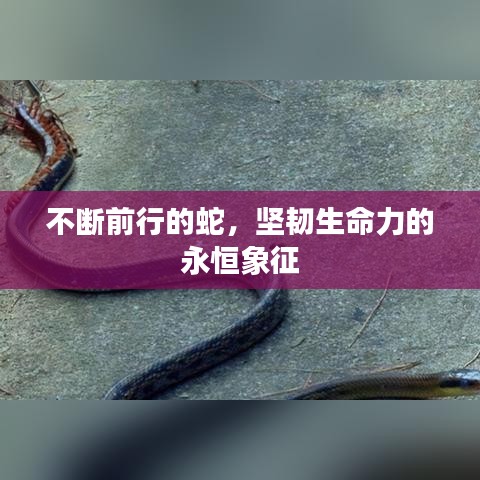 不断前行的蛇，坚韧生命力的永恒象征