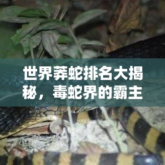 世界莽蛇排名大揭秘，毒蛇界的霸主榜单！