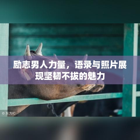励志男人力量，语录与照片展现坚韧不拔的魅力
