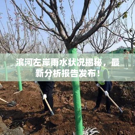 滨河左岸雨水状况揭秘，最新分析报告发布！