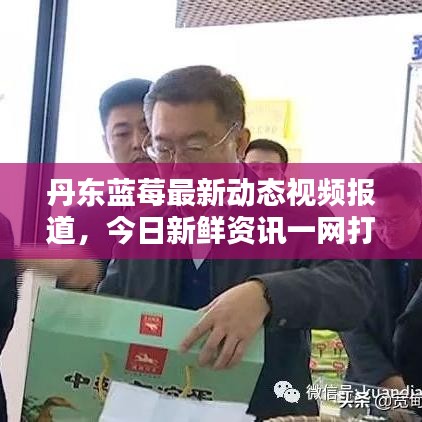 丹东蓝莓最新动态视频报道，今日新鲜资讯一网打尽