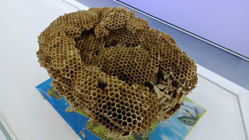 蜜蜜 版本,深入数据应用解析_动态版_v9.415
