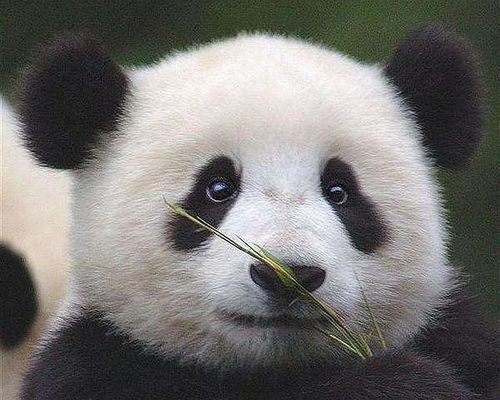 揭秘那些奇特小众软件，熊猫TV与渤海证券的双重魅力，网红版定义新潮流！